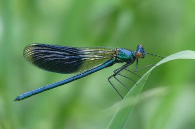 Calopteryx splendens