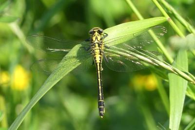 Gomphus vulgatissimus