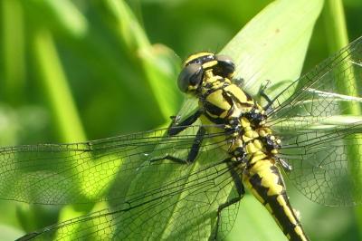 Gomphus vulgatissimus