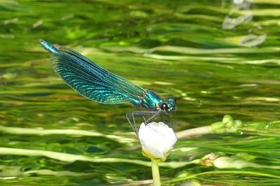 Calopteryx splendens