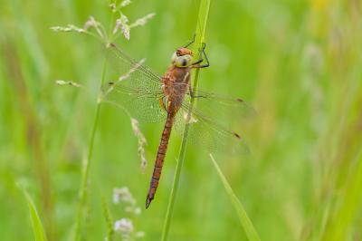 Aeshna isoceles