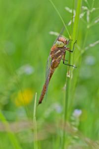 Aeshna isoceles