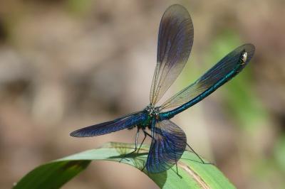 Calopteryx splendens