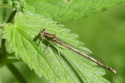 Platycnemis pennipes
