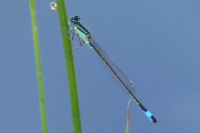 Ischnura elegans