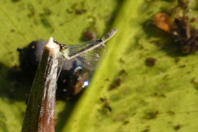 Ischnura elegans