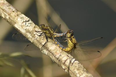 Orthetrum cancellatum