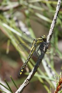 Gomphus vulgatissimus