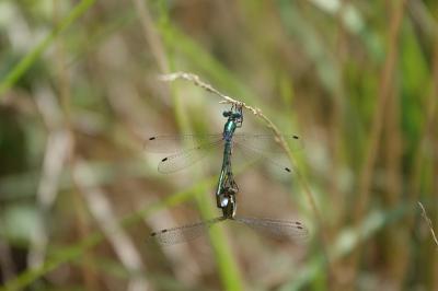 Lestes dryas