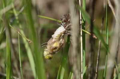 Libellula quadrimaculata