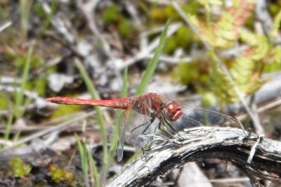 Sympetrum fonscolombii