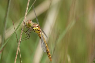Sympetrum striolatum