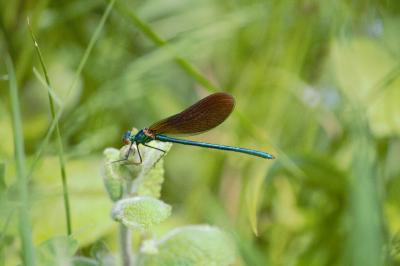Calopteryx virgo