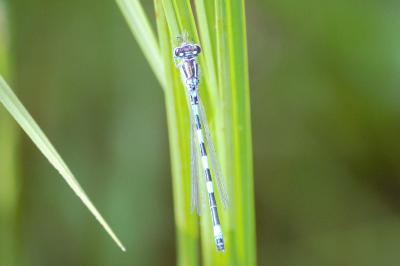 Coenagrion mercuriale