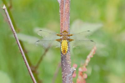 Libellula depressa