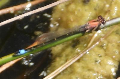 Ischnura elegans
