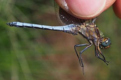 Orthetrum coerulescens