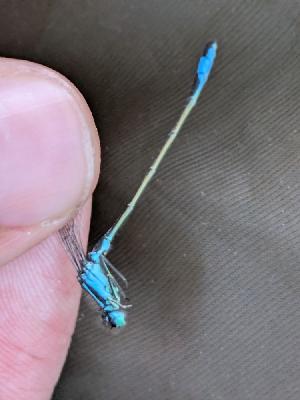 Ischnura elegans