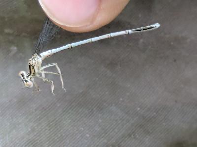 Platycnemis pennipes