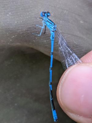 Coenagrion puella