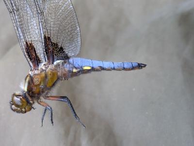 Libellula depressa