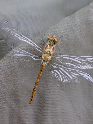 Sympetrum striolatum