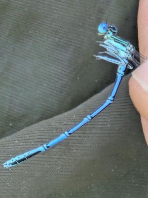 Platycnemis pennipes