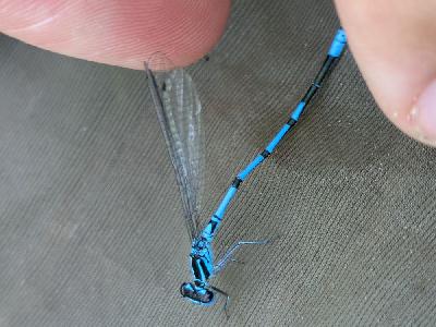 Coenagrion puella