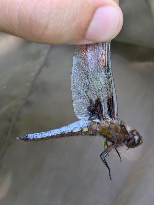 Libellula depressa