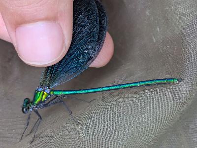 Calopteryx virgo