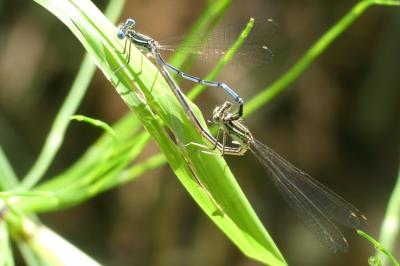 Platycnemis pennipes