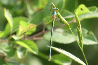 Lestes barbarus