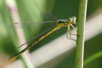 Lestes barbarus