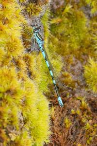 Coenagrion hastulatum