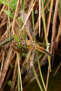 Libellula quadrimaculata