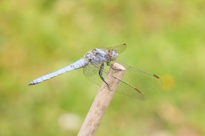 Orthetrum brunneum