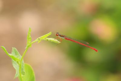 Ceriagrion tenellum
