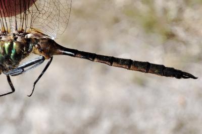 Somatochlora flavomaculata