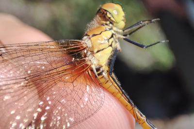 Sympetrum