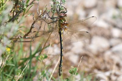 Oxygastra curtisii
