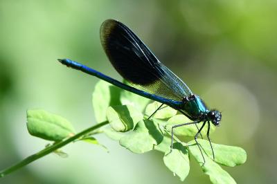 Calopteryx splendens