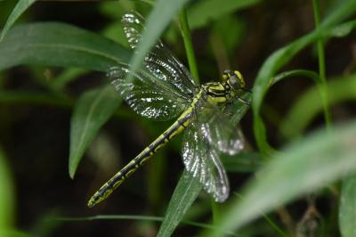 Gomphus graslinii