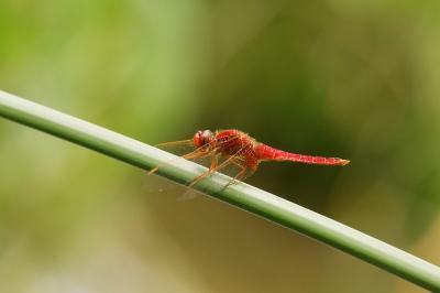 Crocothemis erythraea