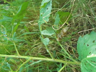 Macromia splendens