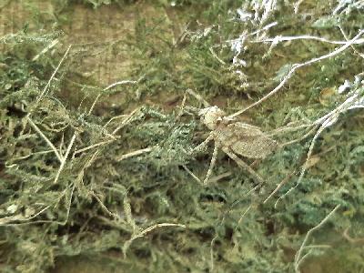 Macromia splendens