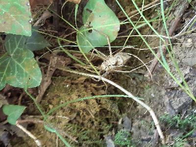 Macromia splendens