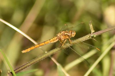 Orthetrum coerulescens coerulescens