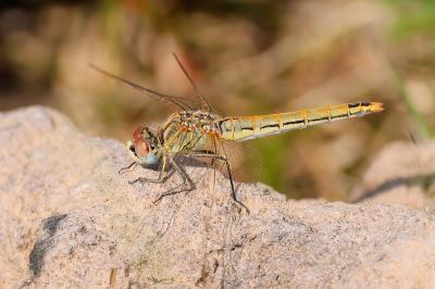 Sympetrum fonscolombii
