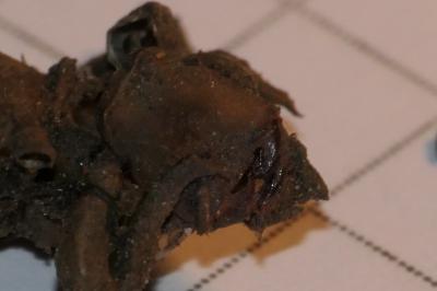 Gomphus vulgatissimus
