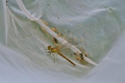 Sympetrum striolatum